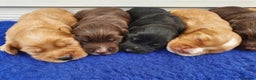 Cocker Spaniel dogs for stud: FOR STUD KC working cocker, Fully Health tested  in King's Lynn - Advert 4