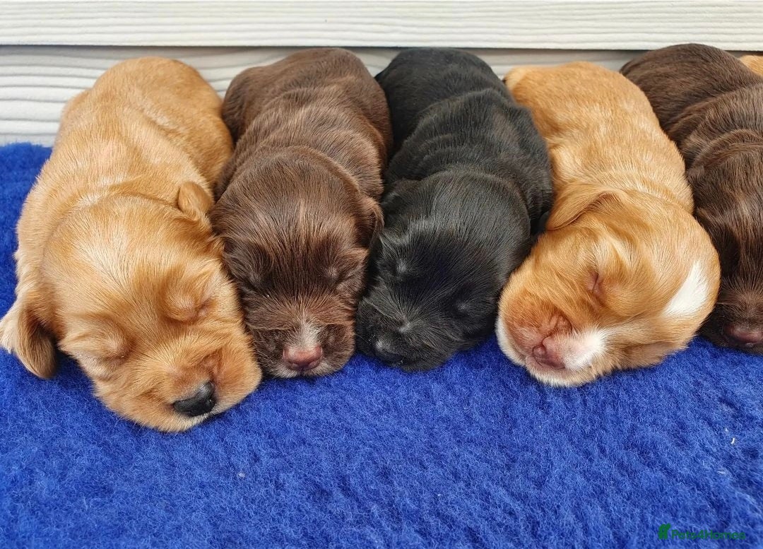 Cocker Spaniel dogs for stud: FOR STUD KC working cocker, Fully Health tested  in King's Lynn - Advert 4