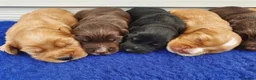 Cocker Spaniel dogs for stud: FOR STUD KC working cocker, Fully Health tested  in King's Lynn - Advert 4