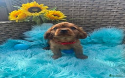Cavalier King Charles Spaniel dogs for sale: Kc registered Ruby red King Charles spaniels - Image 10