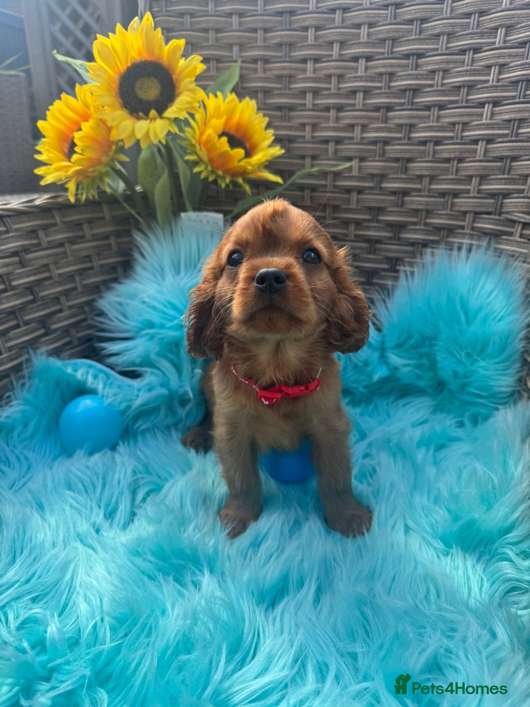 Cavalier King Charles Spaniel dogs for sale: Kc registered Ruby red King Charles spaniels - Image 10