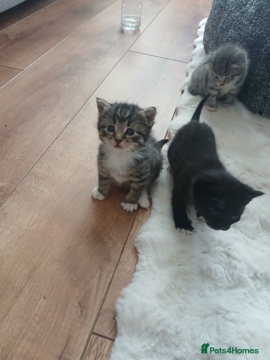 Mixed Breed cats for sale: Mixed breed kittens - Advert 1