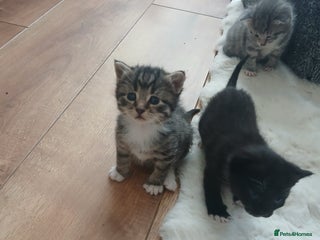 Mixed Breed cats Mixed breed kittens - Advert 1