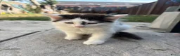 Turkish Angora cats for sale: 2 female 1 male Turkish angora kittens  - Advert 3