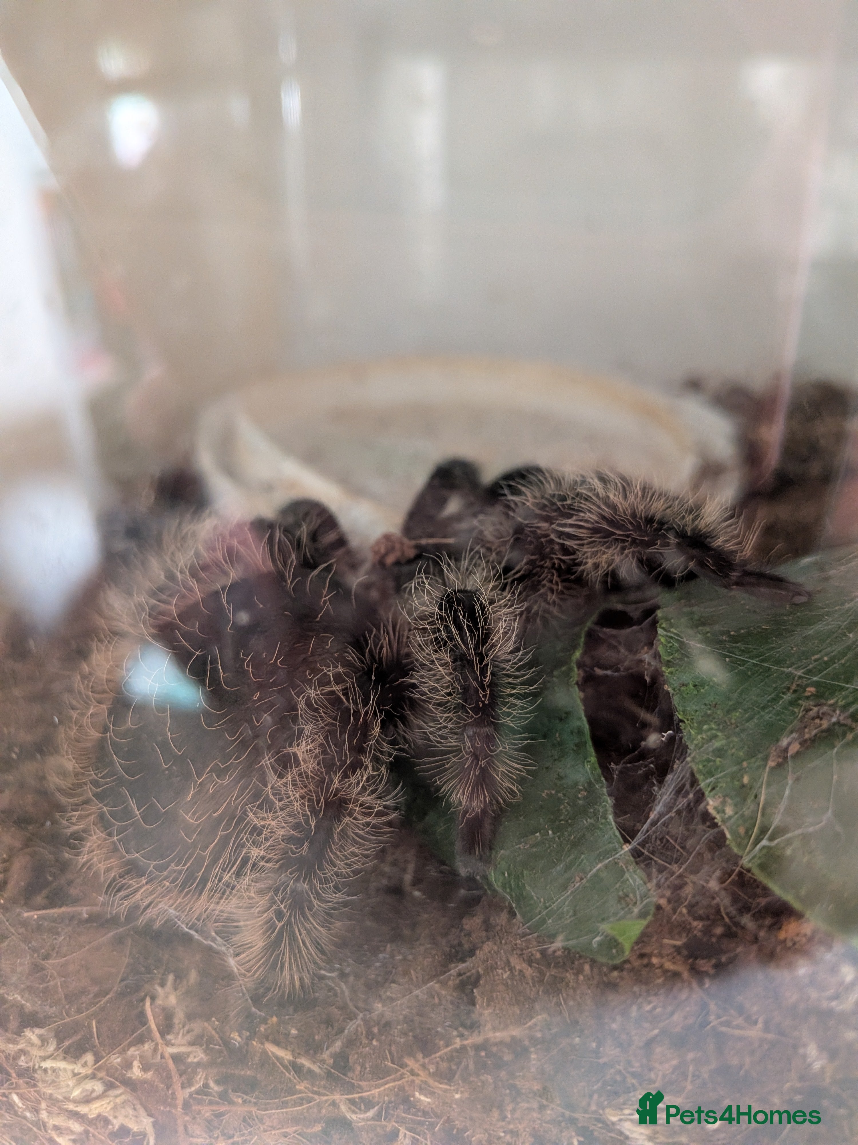 Tarantulas invertebrates Tarantulas for sale - Advert 15
