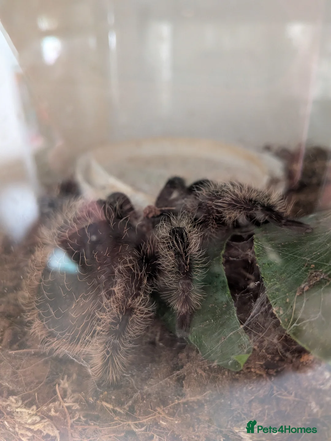 Tarantulas invertebrates for sale: Tarantulas for sale - Advert 1