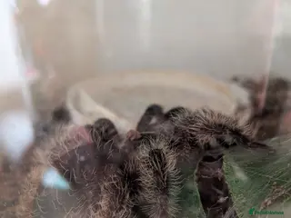 Tarantulas invertebrates Tarantulas for sale - Advert 15