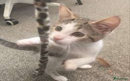 European cats for sale: 2 Adorable Kittens ready for their forever homes  - Image 15