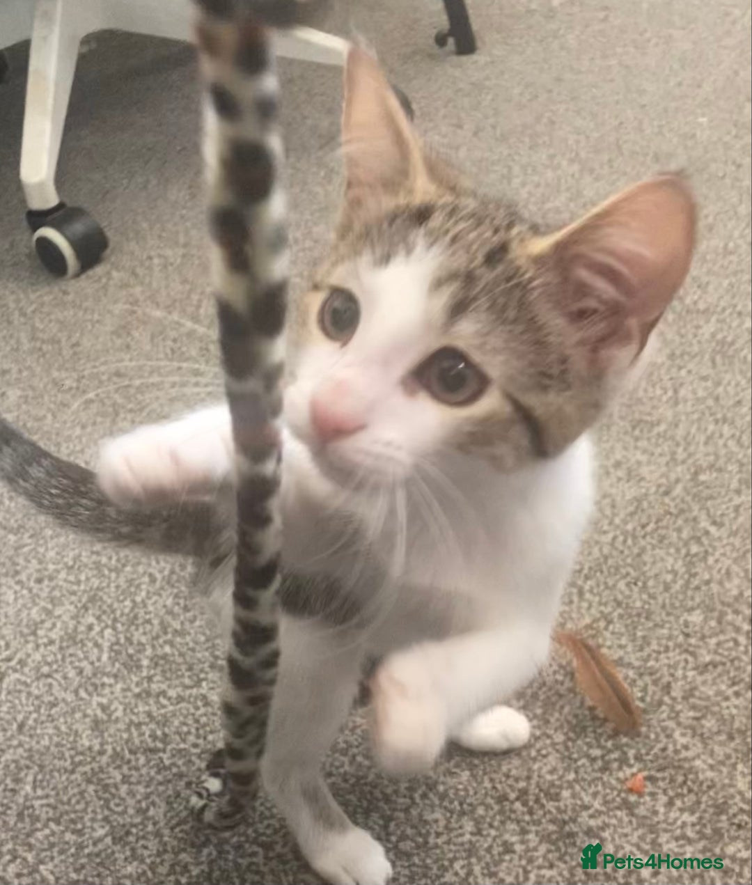 European cats for sale: 2 Adorable Kittens ready for their forever homes  - Image 15