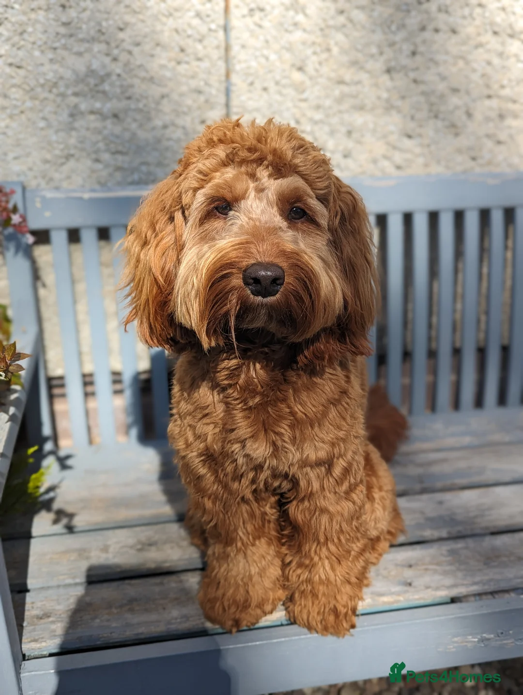 Cockapoo dogs for stud: 100% Proven F1 Fox Red Cockapoo, Stud only in Kirkcaldy - Advert 10