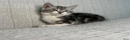Maine Coon cats for sale: STUNNING MAINE COON KITTENS - Advert 9