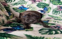 Mixed Breed dogs for sale: Beautiful Daffys - staffy cross dachshund  - Image 28