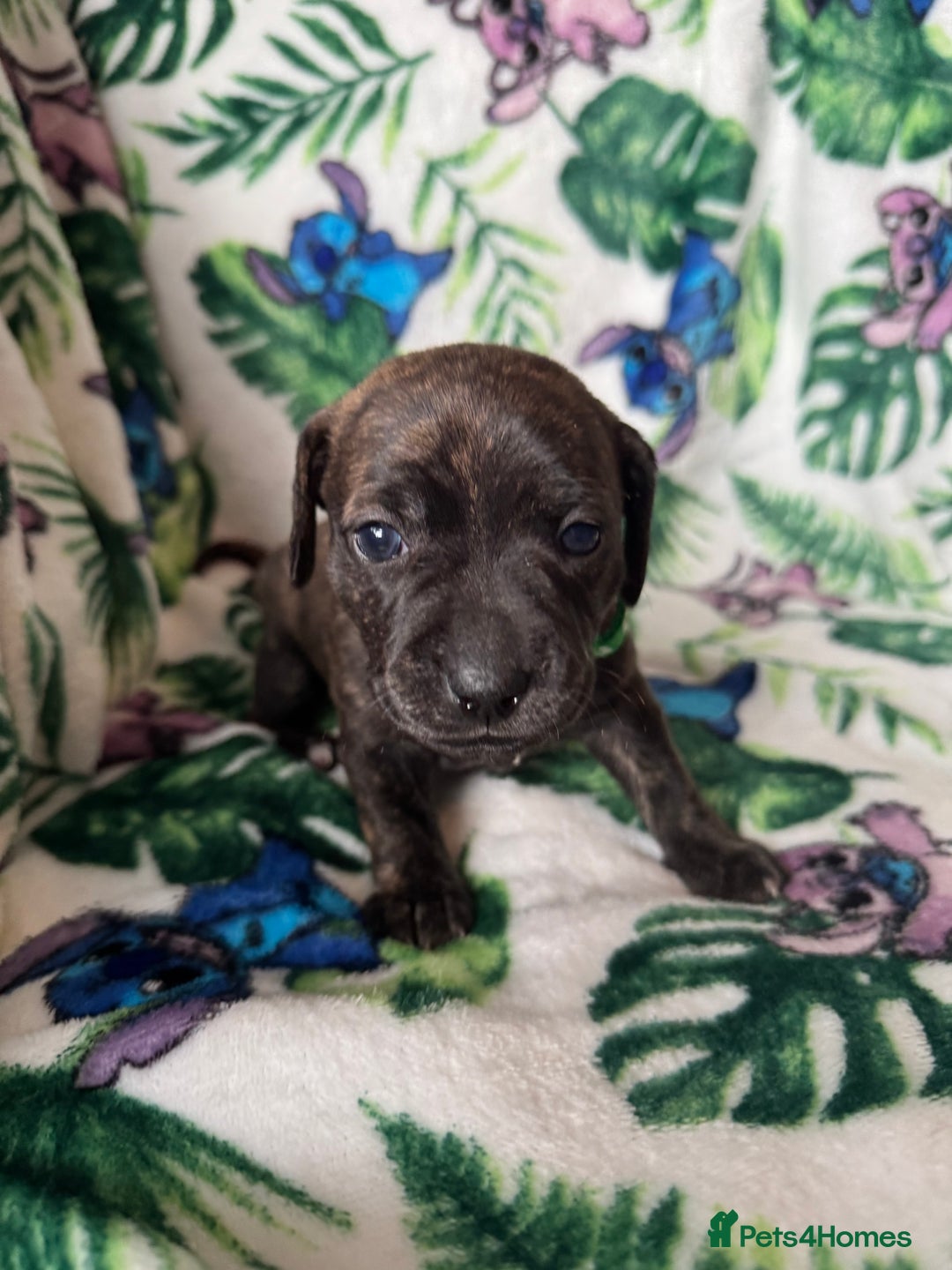 Mixed Breed dogs for sale: Beautiful Daffys - staffy cross dachshund  - Image 28