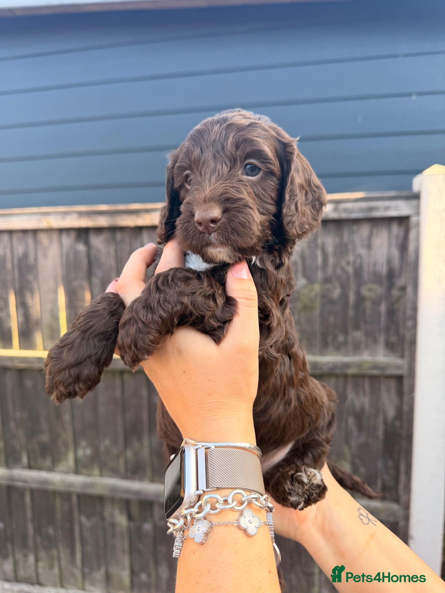 Mixed Breed dogs  🐾 Beautiful F1 Sproodle Puppies 🐾 - Advert 1