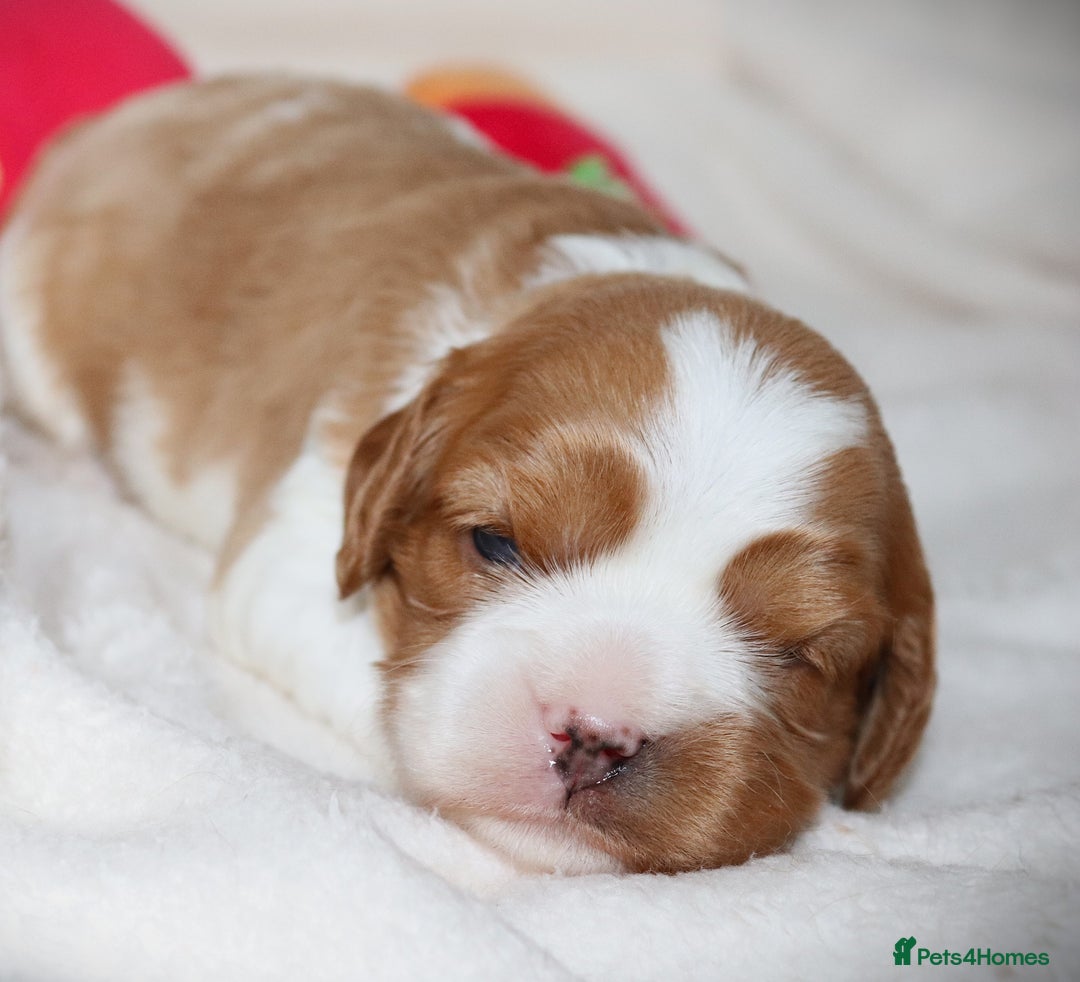Cavapoo dogs for sale: 🌟Rare F1b Reverse Cavapoo(3/4 Cavalier1/4 Poodle) - Image 8