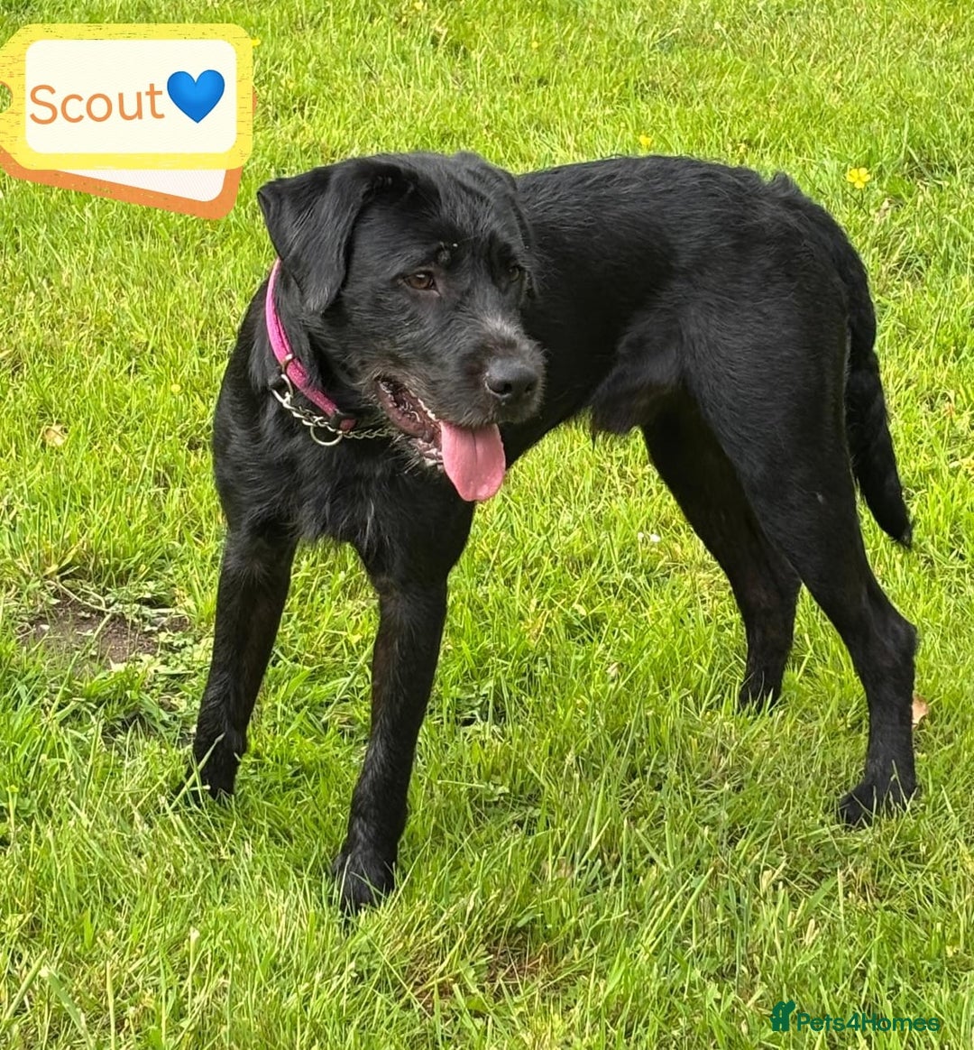 Mixed Breed dogs for adoption: 💙SCOUT- 16 month Lab cross fading in kennels💙 - Advert 19