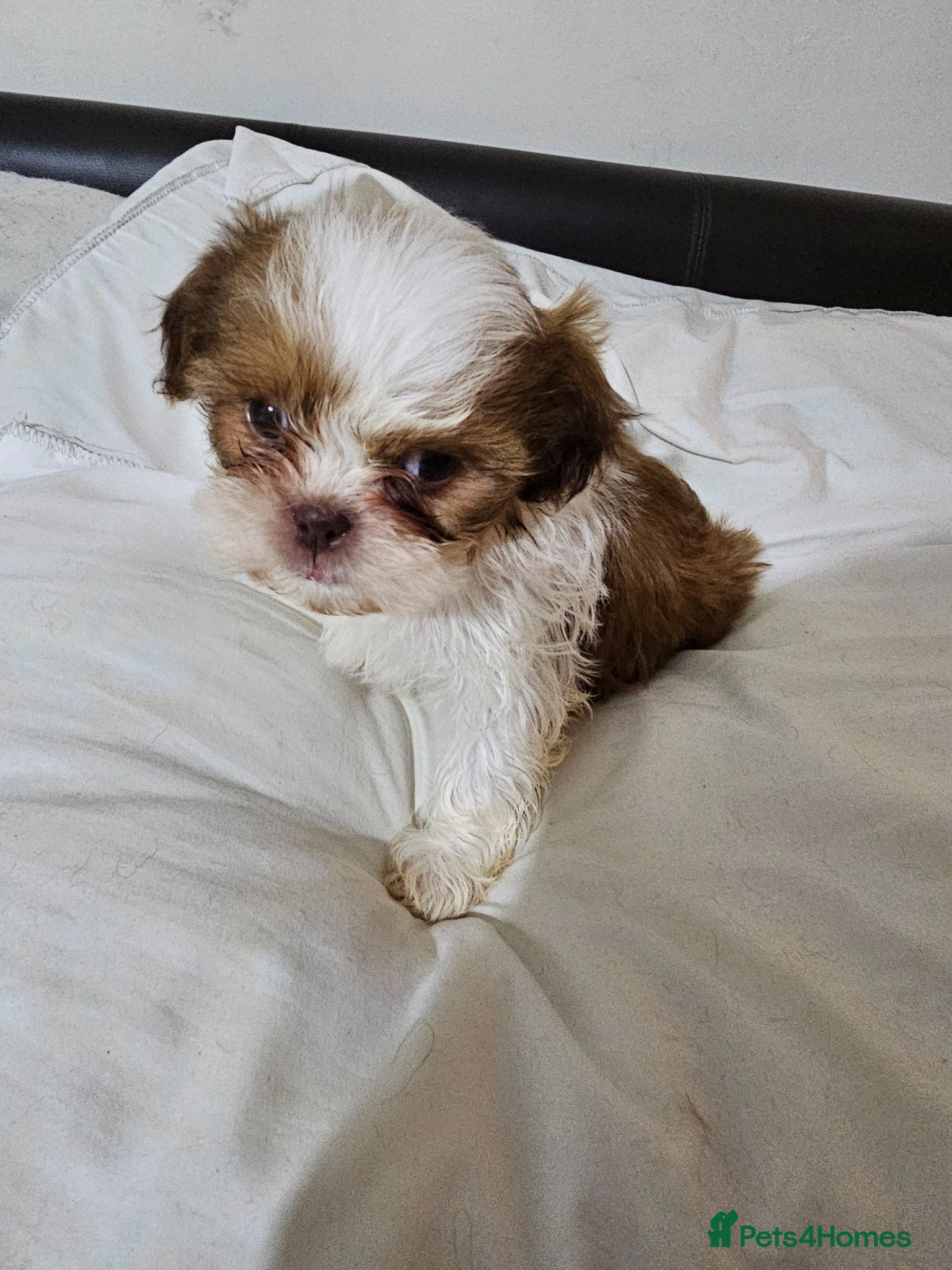 Shih Tzu dogs for sale: Choc Liver Shih Tzu puppies - Advert 5