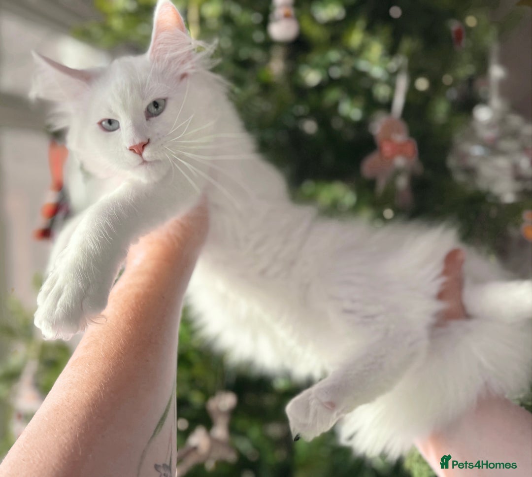 Maine Coon cats for sale: ANDERPRIDE KITTENS READY TO LEAVE NOW TICA !  - Advert 4