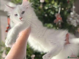 Maine Coon cats ANDERPRIDE KITTENS READY TO LEAVE NOW TICA ! - Advert 15