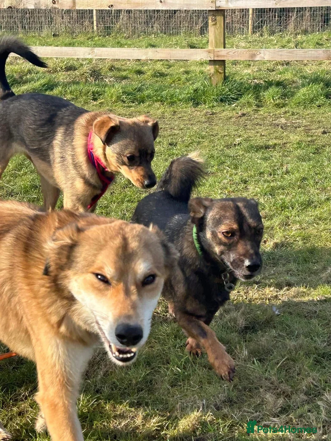 Mixed Breed dogs for adoption: Solomon - Norwich Norfolk  in Norwich - Advert 13