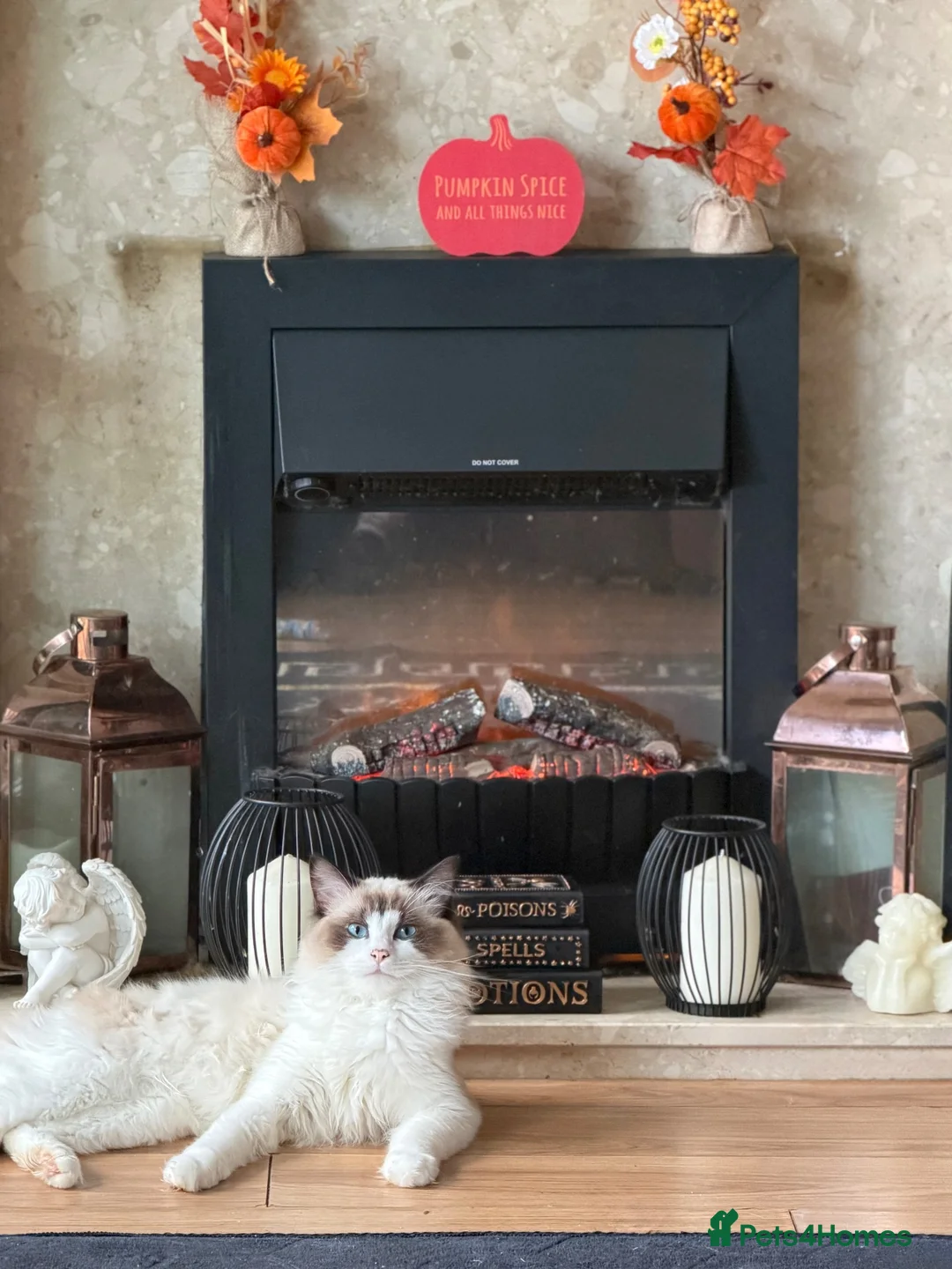 Ragdoll cats for sale: REDUCED Mink Ragdoll boy  - Advert 3