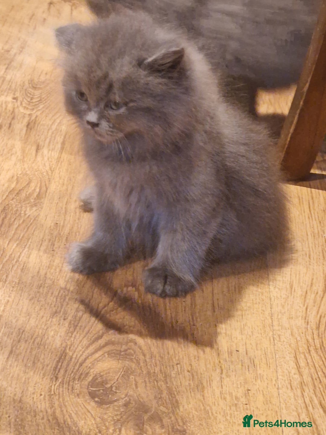 British Longhair cats for sale: Blue & Lilac Gorgeous fluffy BLH male kittens - Advert 20