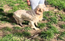English Setter dogs for adoption: Lisa  - Advert 5