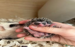 Pygmy Hedgehog rodents for sale: Gorgeous APH blaze hoglet - Image 3
