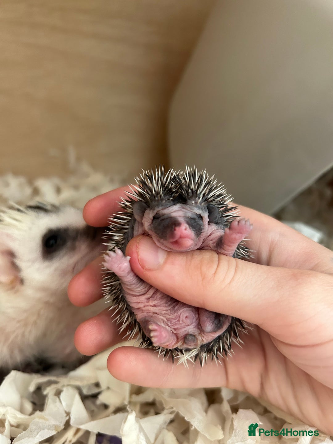 Pygmy Hedgehog rodents for sale: Gorgeous APH blaze hoglet - Image 3
