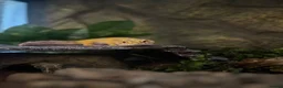 Leopard Gecko reptiles for sale: Male Leopard Gecko with Terrarium and equipment  - Advert 2