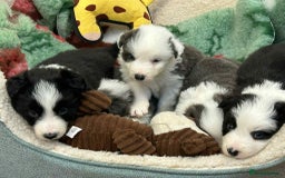 Border Collie dogs for sale: WINNING CRUFTS COMPETITORS. KC REG, HEALTH TESTED - Image 9