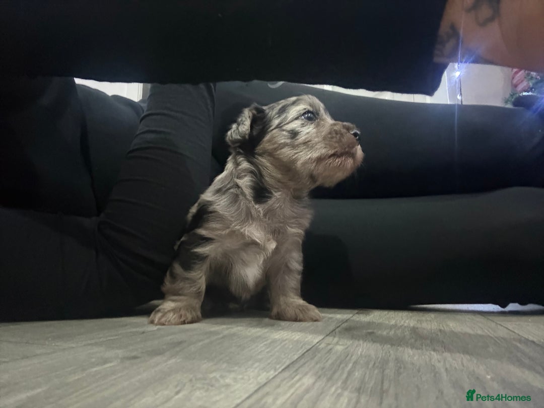 Yorkshire Terrier dogs for sale: Yorkshire terrier, terrier cross puppies - Advert 3