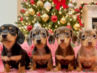 Miniature Dachshund dogs 🩷🌟Beautiful Fluffy KC tiny mini 🌟🩷 - Advert 14