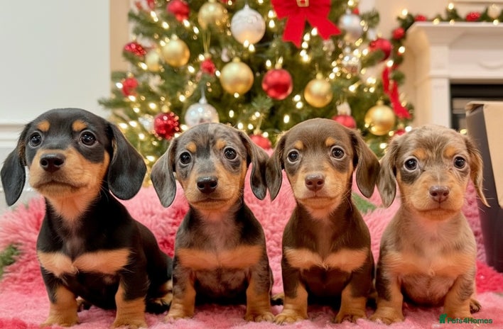 Miniature Dachshund dogs 🩷🌟Beautiful Fluffy KC tiny mini 🌟🩷 - Advert 11