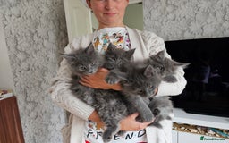 Maine Coon cats for sale: Blue Maine Coon kittens Tica registered in King's Lynn - Image 20