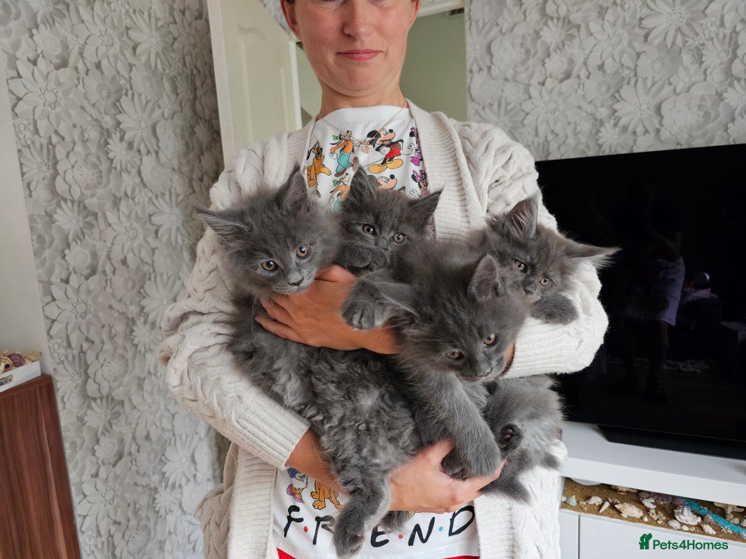 Maine Coon cats for sale: Blue Maine Coon kittens Tica registered in King's Lynn - Image 20