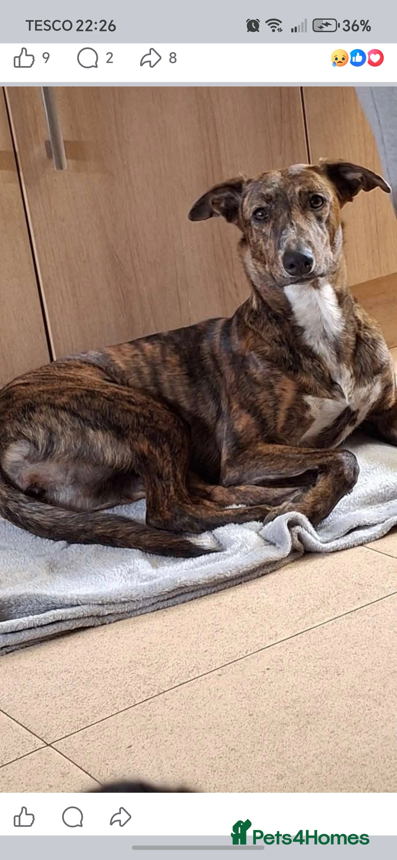 Mixed Breed dogs Daisy - Advert 1