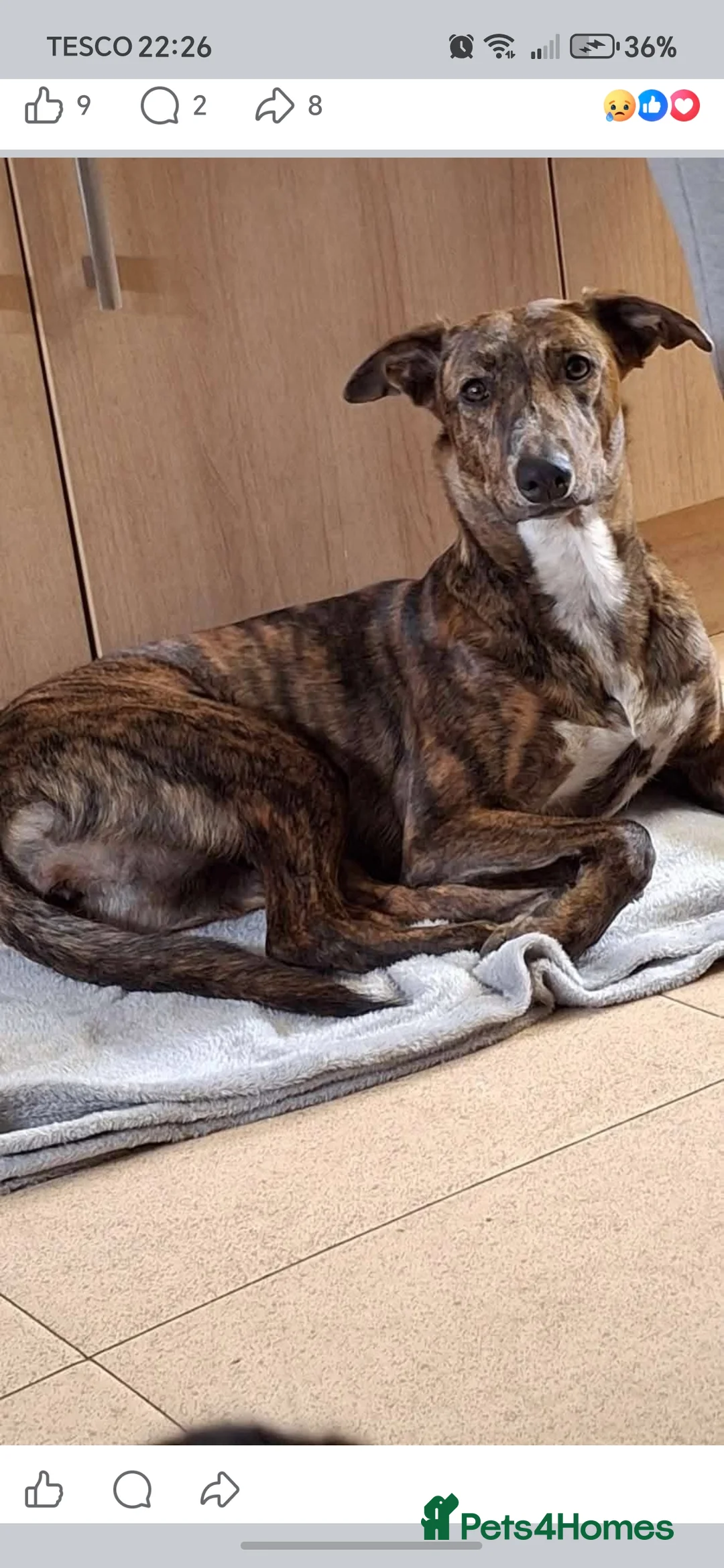 Mixed Breed dogs for sale: Daisy - Advert 1