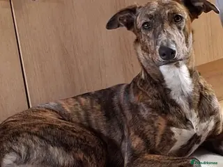 Mixed Breed dogs Daisy - Advert 1