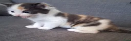 Ragdoll cats for sale: 4 kittens available – reserve yours now - Advert 6