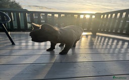 French Bulldog dogs for sale: REDUCED to £1100!!!Fluffy Frenchies in Edinburgh - Image 5