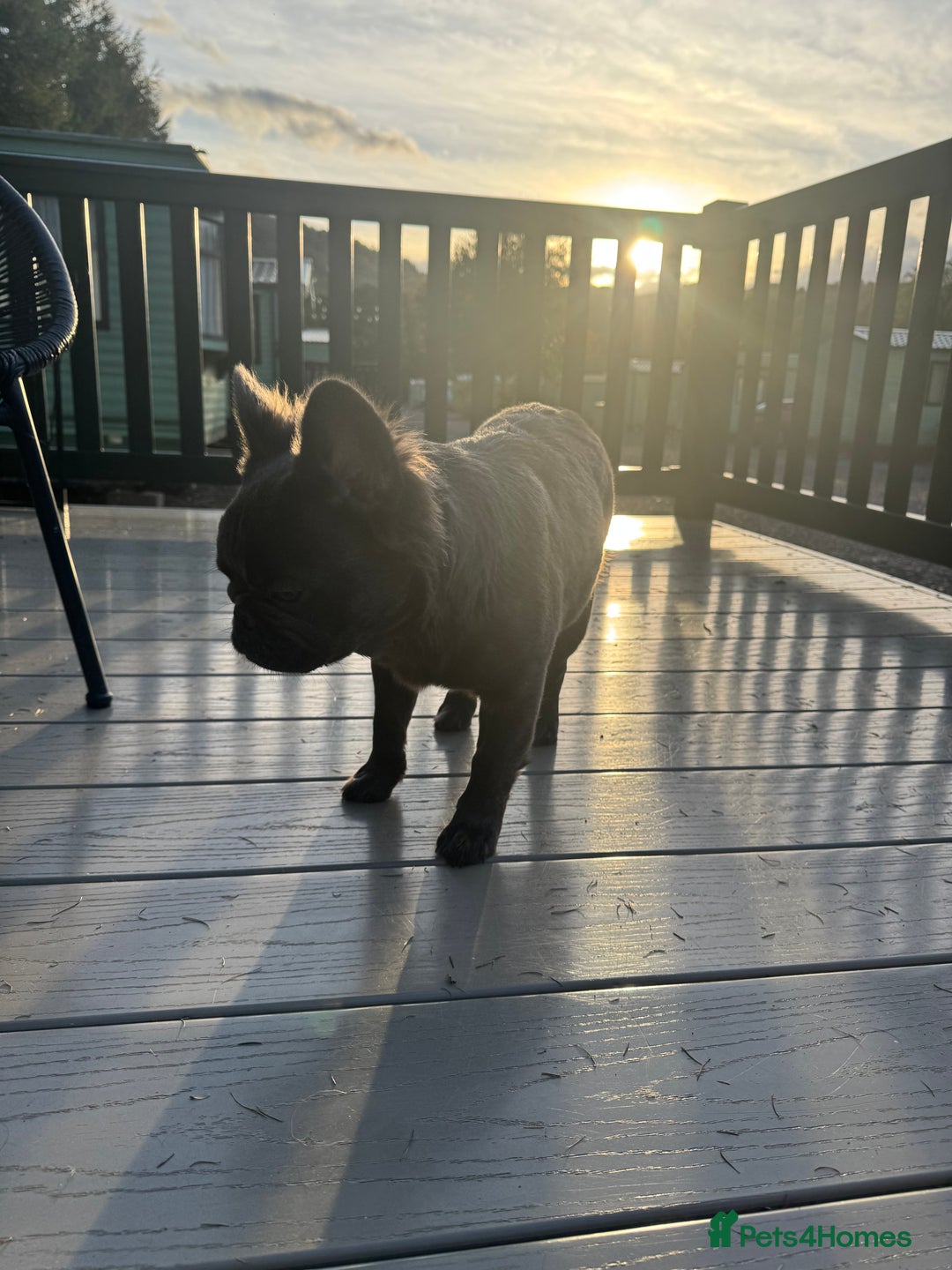 French Bulldog dogs for sale: REDUCED to £1100!!!Fluffy Frenchies in Edinburgh - Image 5
