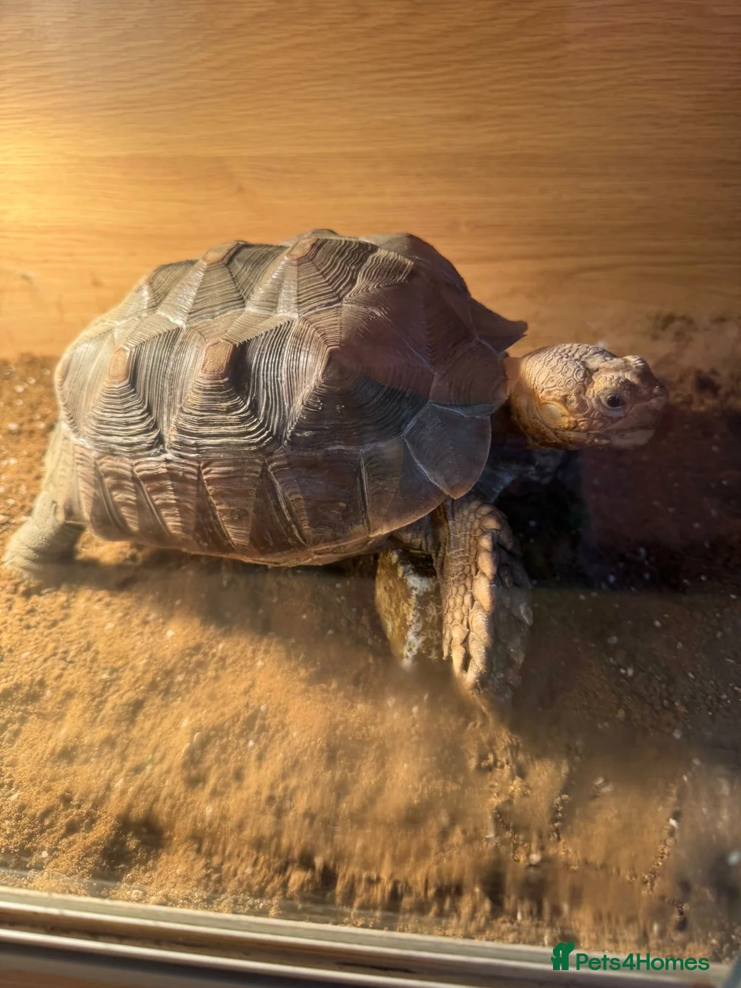 Tortoise reptiles for sale: Sulcata and Red Food Tortoise  - Advert 5