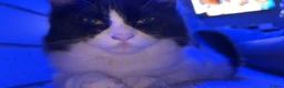 Mixed Breed cats for sale: cat for sale - Advert 7