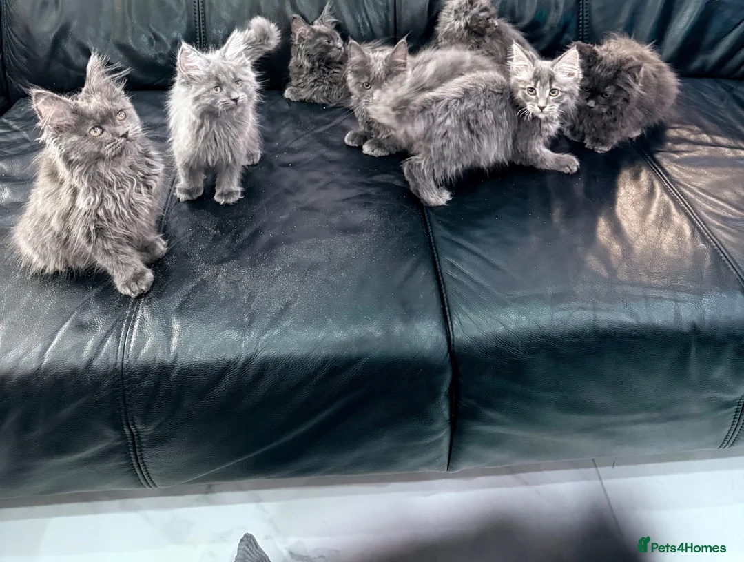 Maine Coon cats for sale: Maine Coon Kittens XXL – Blue. Beautiful - Advert 1