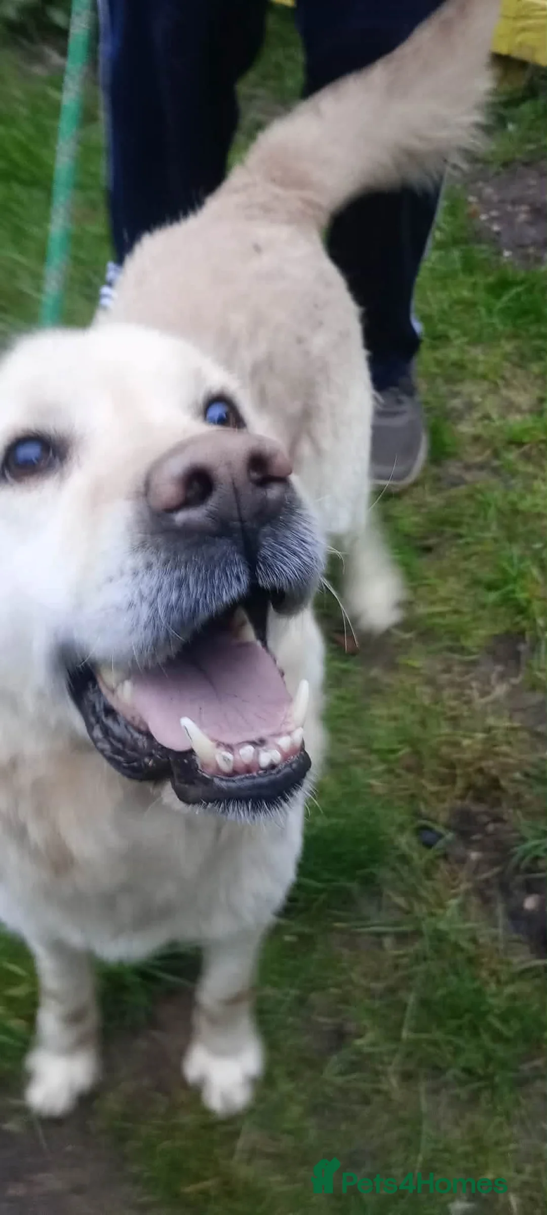 Labrador Retriever dogs for adoption: Sweet Leo in Lincoln - Advert 3