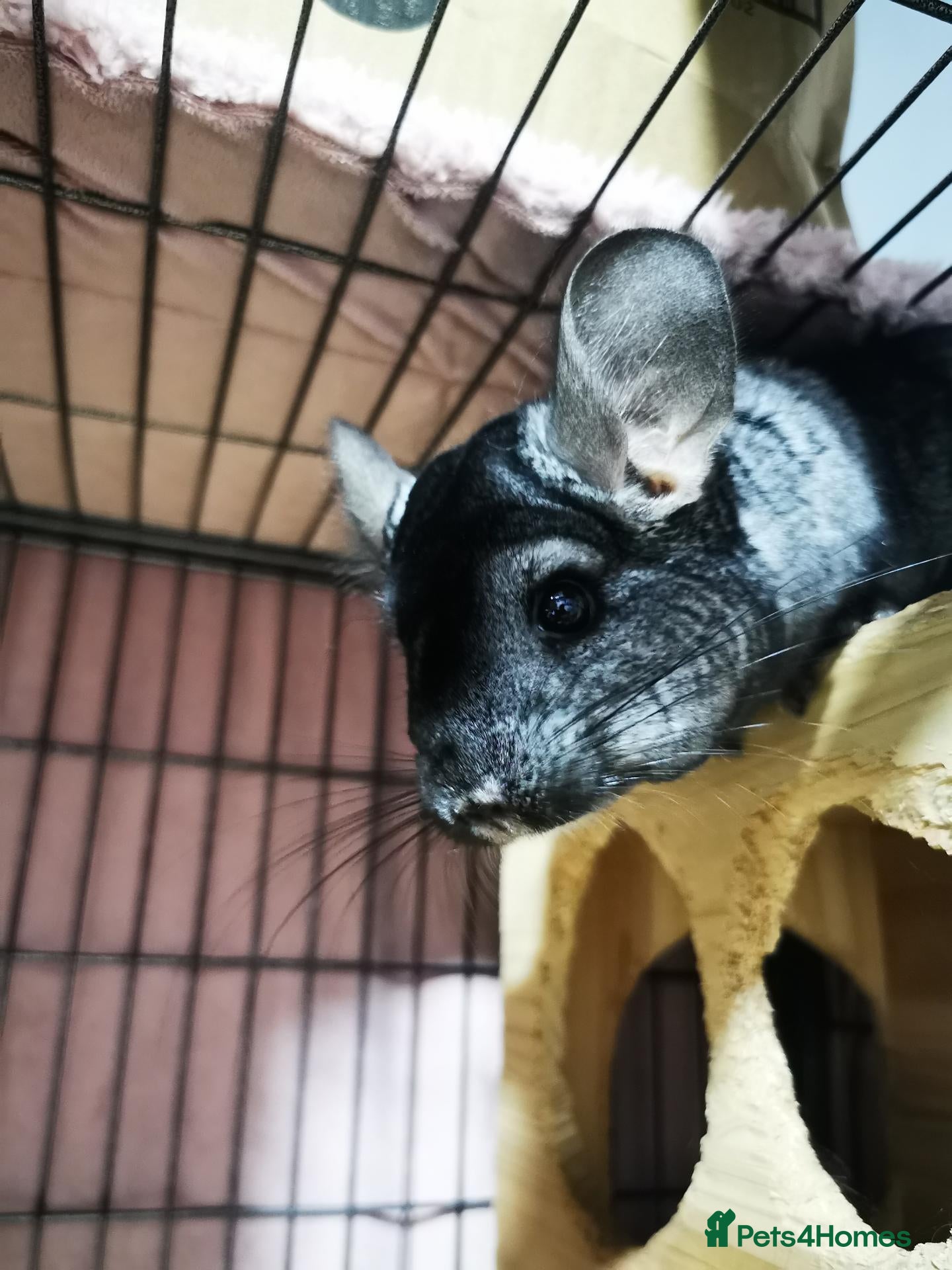Chinchilla rodents Two female chinchillas with Cage - Advert 1