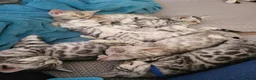 Bengal cats for sale: Beautiful Bengal kittens - Advert 4