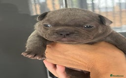 French Bulldog dogs for sale: Ready to leave on the 12th of September - Image 14