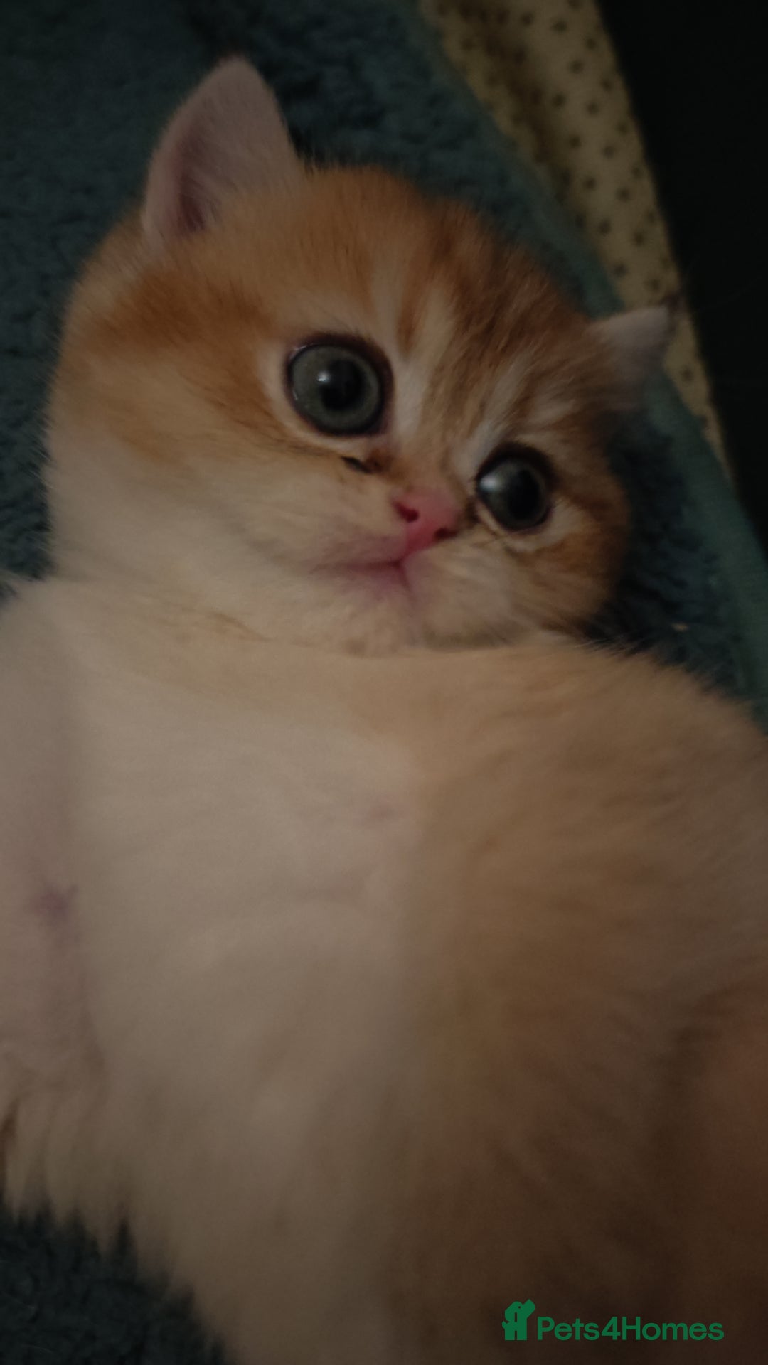 British Shorthair cats for sale: Stunning cute BSH golden black kitten female - Image 10
